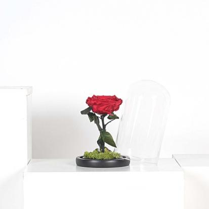 فازة ورد احمر طبيعي دائم PRVM-RED