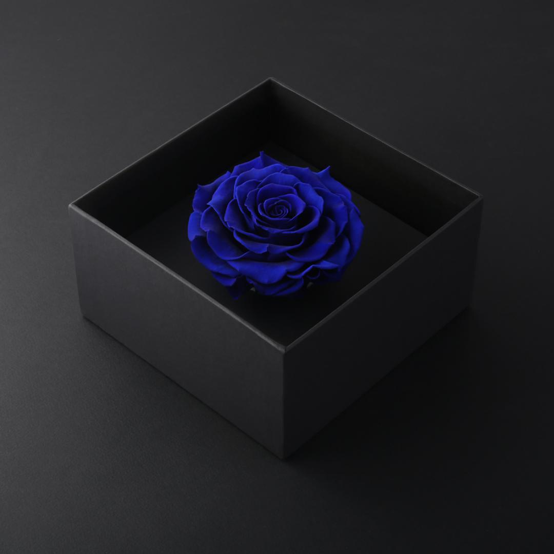 وردة طبيعية دائمة أزرق بريفي روز PRU13