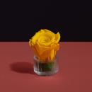 وردة طبيعية دائمة أصفر ميني بريفي روز PRY5 - 1