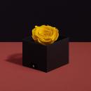 وردة طبيعية دائمة أصفر ميني بريفي روز PRY5 - 2