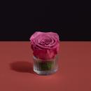 وردة طبيعية دائمة وردي ميني بريفي روز PRS-VIO2 - 1