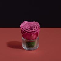 وردة طبيعية دائمة وردي ميني بريفي روز PRS-VIO2