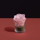 وردة طبيعية دائمة وردي ميني بريفي روز PRP6 - 1