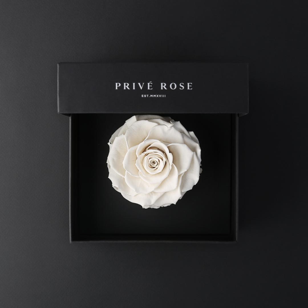 وردة طبيعية دائمة أبيض بريفي روز PRW11