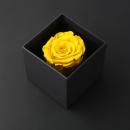 وردة طبيعية دائمة أصفر ميني بريفي روز PRY5 - 9