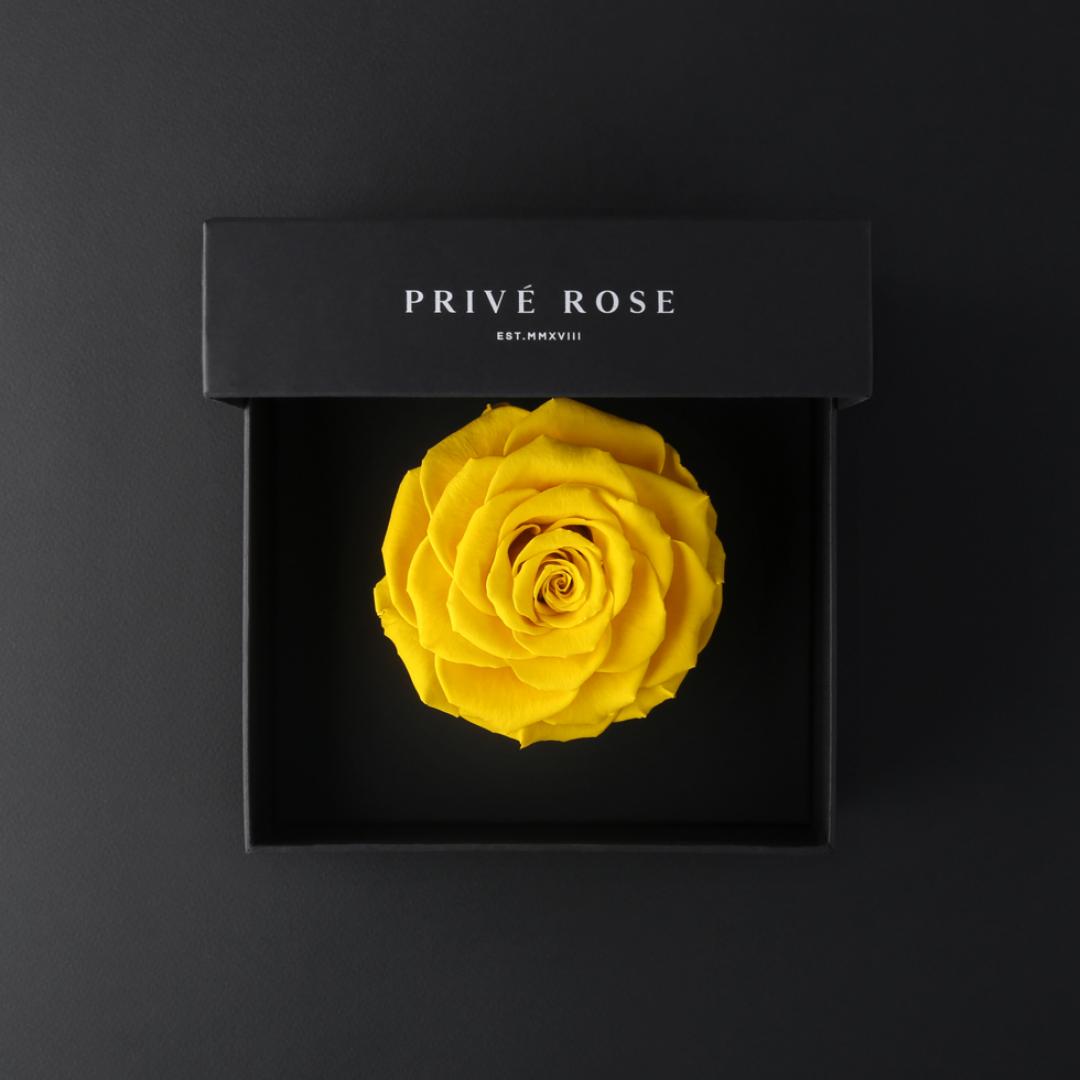 وردة طبيعية دائمة أصفر بريفي روز PRY15