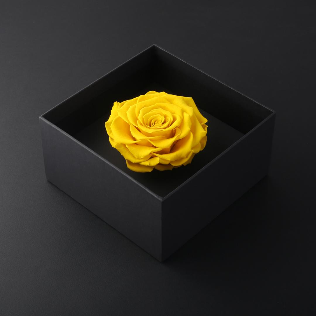 وردة طبيعية دائمة أصفر بريفي روز PRY15