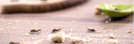 كيفية التخلص من النمل بالمنزل